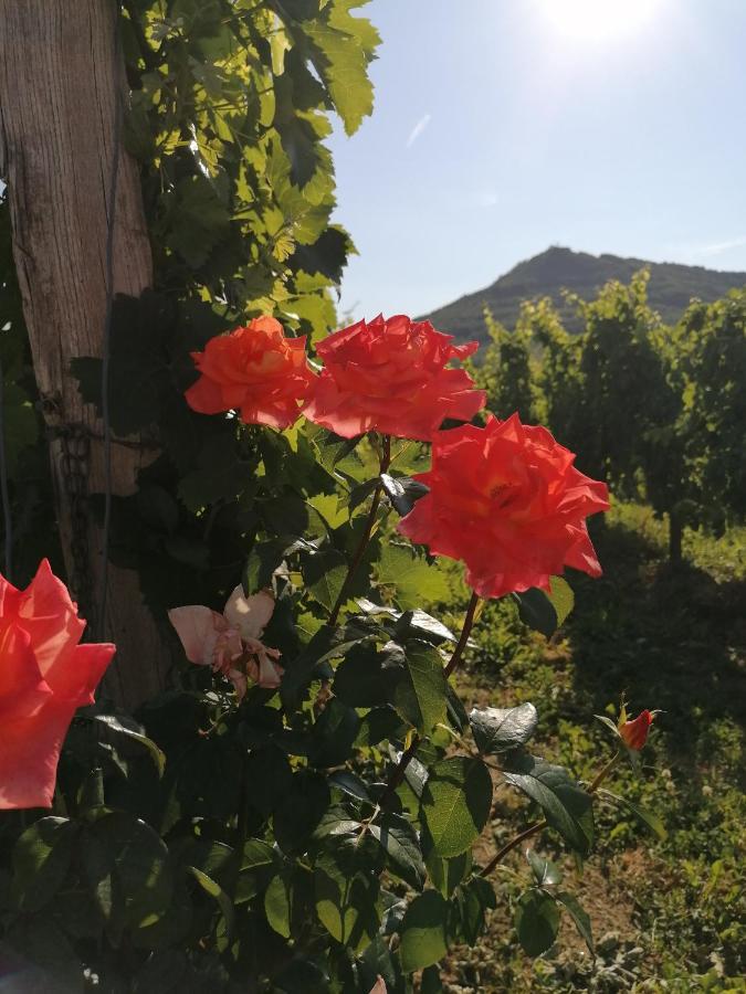 Posestvo Rouna - Winery And Apartments Випава Екстериор снимка